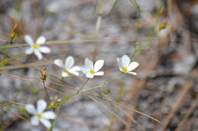 Sabatia brevifolia