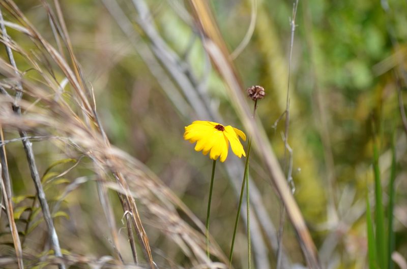 Coreopsis leavenworthii, photographed by Josiah Londerée