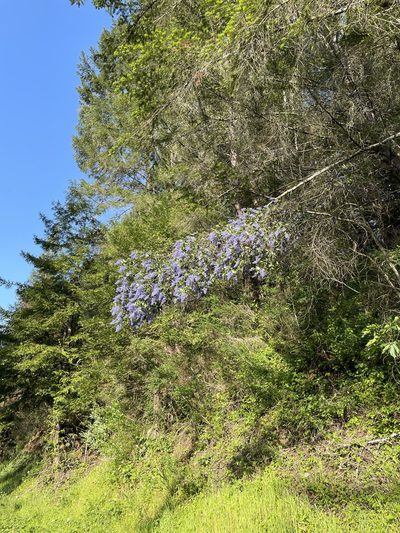 Ceanothus parryi, photographed by Roger Raiche