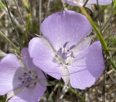 Calochortus uniflorus, photographed by Irene