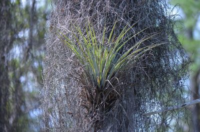 Tillandsia fasciculata, photographed by Josiah Londerée