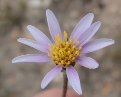 Afroaster hispidus, photographed by Nicola van Berkel