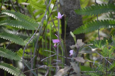 Pogonia ophioglossoides, photographed by Josiah Londerée