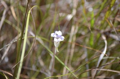 Pinguicula caerulea