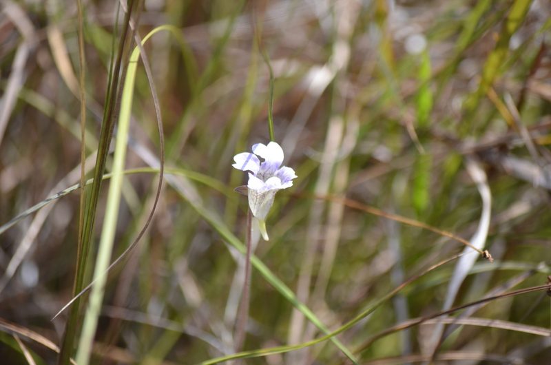 Pinguicula caerulea, photographed by Josiah Londerée