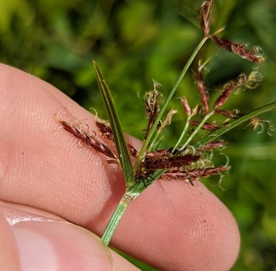 Cyperus rotundus