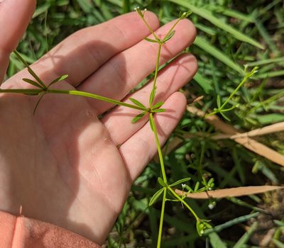 Hydrogalium claytonii, photographed by natalie