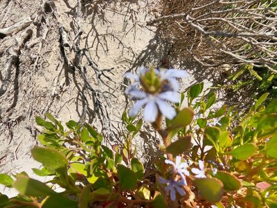 Scaevola crassifolia, photographed by ROY