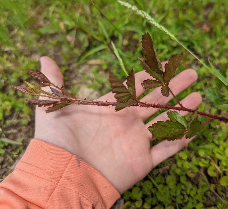 Rubus trivialis, photographed by natalie