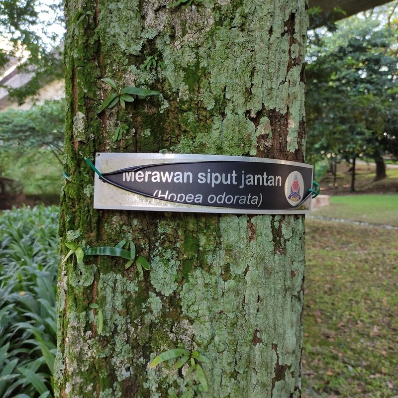 Hopea odorata, photographed by Jenny Saito