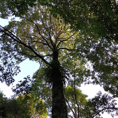Hopea odorata, photographed by Jenny Saito