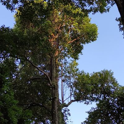 Hopea odorata, photographed by Jenny Saito