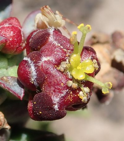 Euphorbia procumbens, photographed by Nicola van Berkel