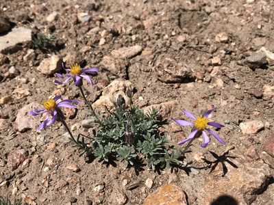 Ionactis alpina, photographed by Leah Gardner