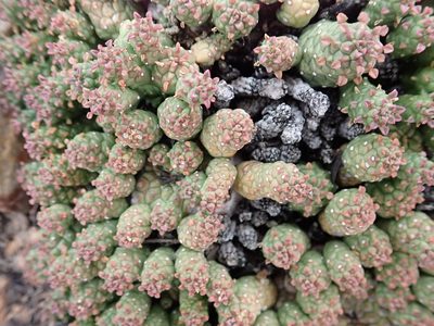 Euphorbia willowmorensis, photographed by Nicola van Berkel