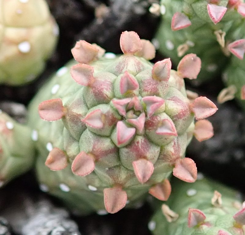 Euphorbia willowmorensis, photographed by Nicola van Berkel