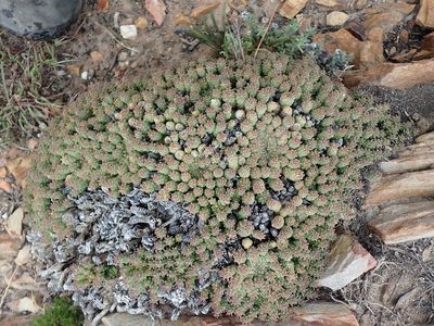 Euphorbia willowmorensis, photographed by Nicola van Berkel