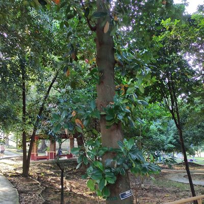 Artocarpus heterophyllus, photographed by Jenny Saito