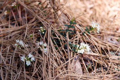Kalmia buxifolia, photographed by Bonnie Semmling