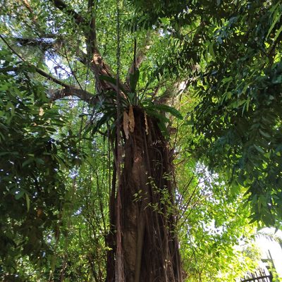 Ficus benjamina, photographed by Jenny Saito