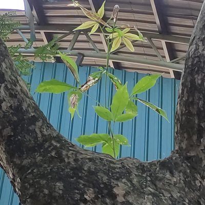 Vitex pinnata, photographed by Jenny Saito
