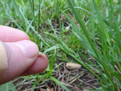Poa pratensis, photographed by Thomas Koffel