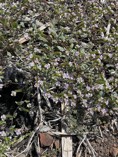 Phacelia suaveolens, photographed by Roger Raiche