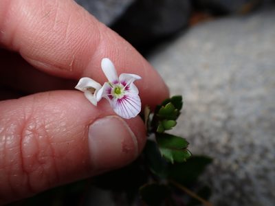 Veronica lanceolata, photographed by Lisa Bennett
