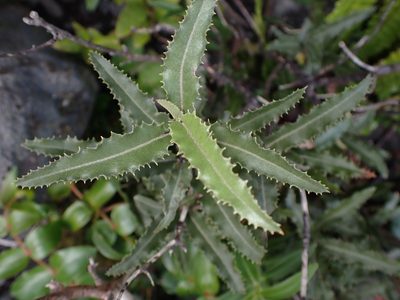 Olearia ilicifolia, photographed by Lisa Bennett