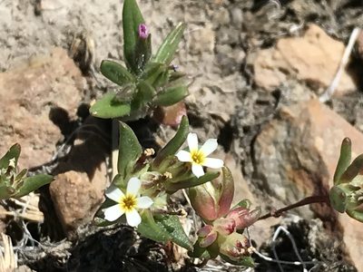 Gymnosteris parvula, photographed by Leah Gardner