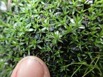 Raoulia tenuicaulis, photographed by Lisa Bennett