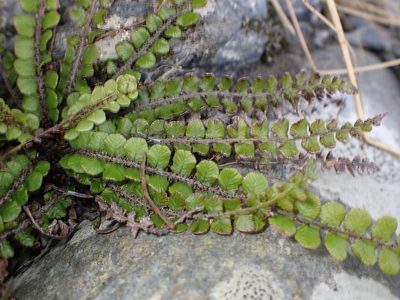 Cranfillia fluviatilis, photographed by Lisa Bennett
