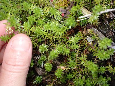 Raoulia glabra, photographed by Lisa Bennett