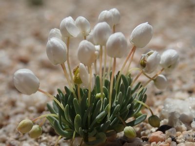 Canbya candida, photographed by Scott Yarger