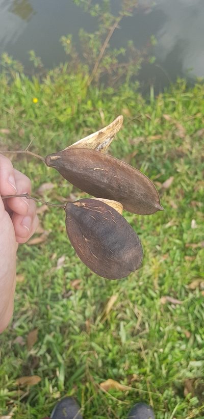 Jacaranda puberula, photographed by LPB