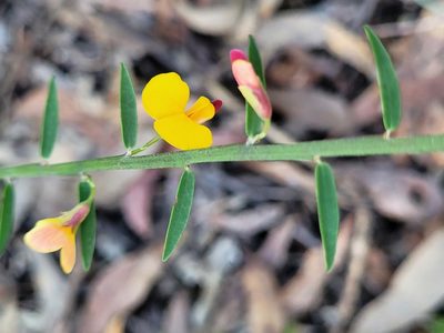Bossiaea heterophylla, photographed by Eamonn Culhane