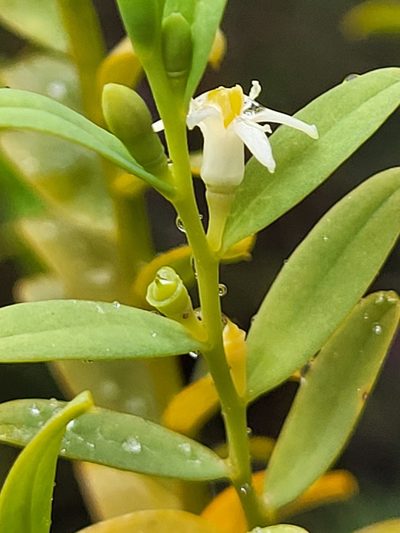 Olax stricta, photographed by Eamonn Culhane