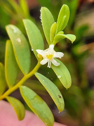 Olax stricta, photographed by Eamonn Culhane