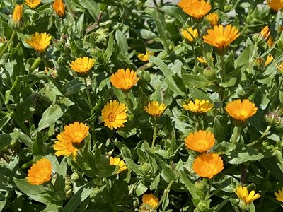 Calendula arvensis, photographed by Chuck Wilson