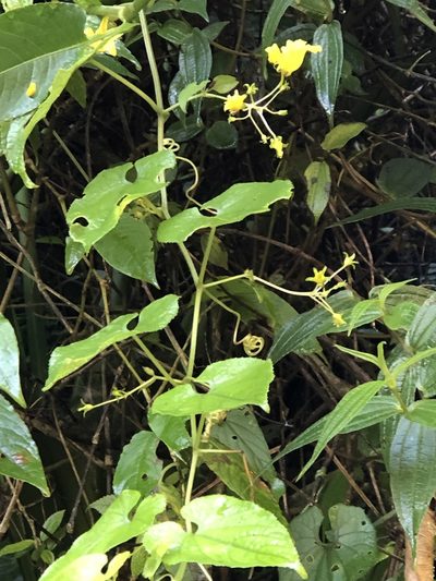 Thladiantha punctata, photographed by 鄭雪雲