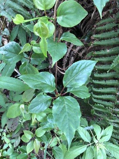 Schisandra arisanensis, photographed by 鄭雪雲