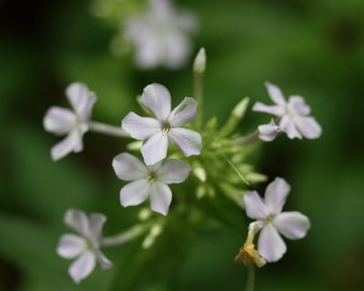 Phlox amplifolia, photographed by April McNiff