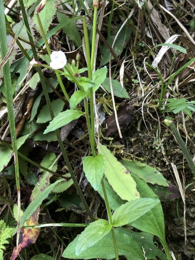 Epilobium amurense, photographed by 鄭雪雲