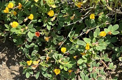 Acmispon wrangelianus