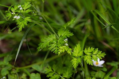 Chaerophyllum procumbens, photographed by Nathan Aaron