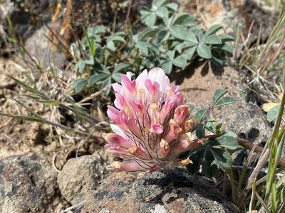 Trifolium macrocephalum, photographed by John Leszczynski