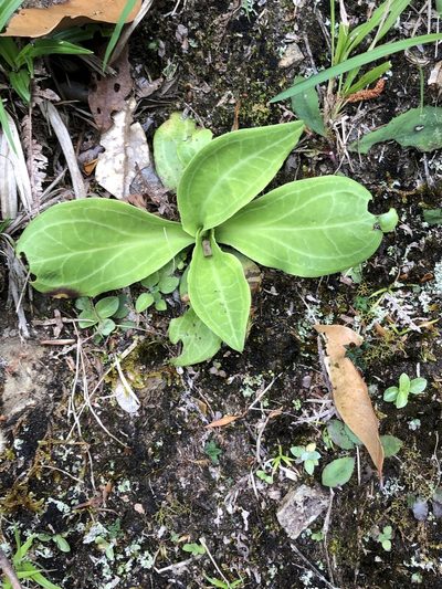 Swertia shintenensis, photographed by 鄭雪雲
