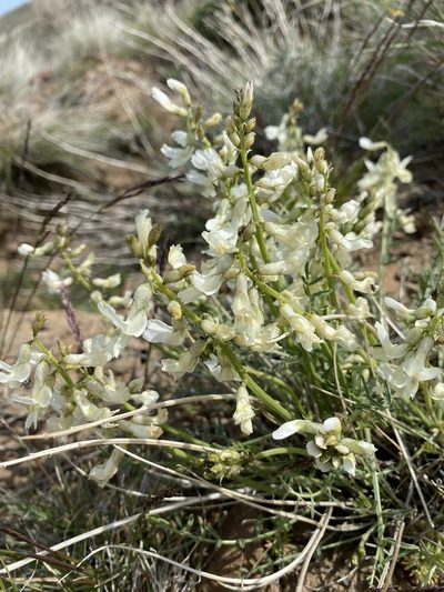 Astragalus leibergii, photographed by John Leszczynski