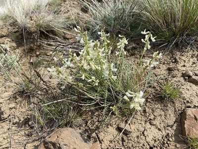 Astragalus leibergii, photographed by John Leszczynski