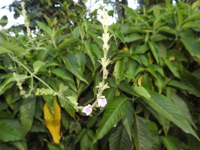 Justicia wynaadensis, photographed by Hopeland
